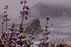 22-06-01_X-Pro3_4489