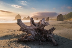 Giant Fir Tree Root on Beach-rick-martorano