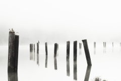 Pier Pilings in Fog