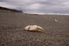 The Claw At Kissing Rock