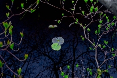 12-05-02_Pentax-K-5_6