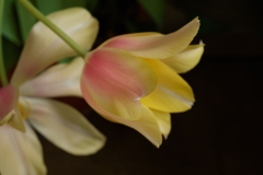 Photograph by Rick Martorano