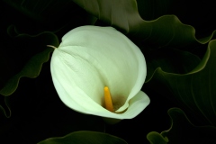 Photograph by Rick MartoranoPhotograph by Rick Martorano