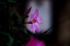 21-09-03_X-Pro2_0708