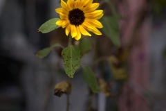 21-09-27_X-T4_1738
