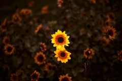 21-09-30_X-T4_1813