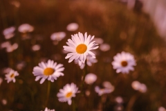 22-06-19_X-Pro3_5040