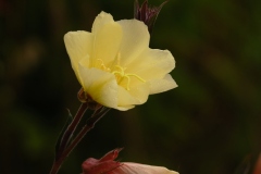 Photograph by Rick Martorano