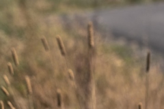 Flowers-and-Trees-22-09-05_X-T4_639222-09-05_X-T4_6392