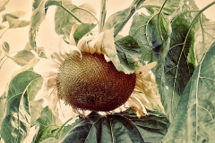 SunflowerFaded_Master