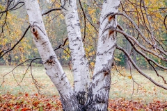 17-11-13_X-Pro2_0997