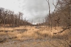 17-12-14_X-Pro2_2941