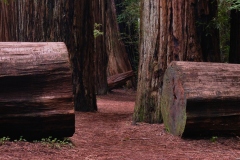 22-03-21_X-Pro3_3842