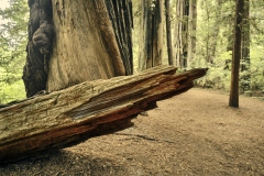 22-10-06_X-Pro3_6245