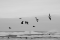 16-11-07_X-Pro2_6681