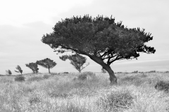 21-06-30_X-Pro2_8942