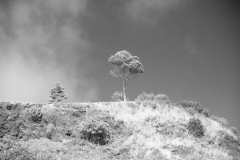 22-06-26_X-Pro2_2322