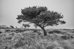 22-12-21_X-Pro2_6917