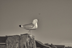 23-10-27_LEICA-M10-MONOCHROM_1265-c1