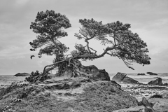Gnarly Trees of Pebble Beach