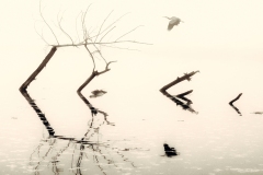 Heron Over the Winchuck River