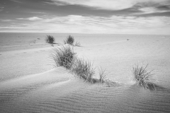 Windblown Grasses On Beach