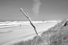 Windblown on Kissing Rock Beach