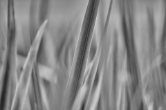 22-07-07_X-T4_2763