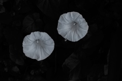 23-06-18_Leica-SL2_1010462