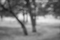 20-11-13_X-Pro2_7620