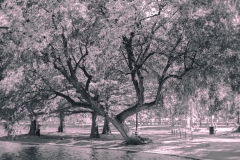 21-09-03_X-Pro2_0669