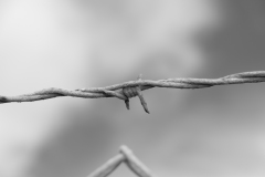 Barb Wire